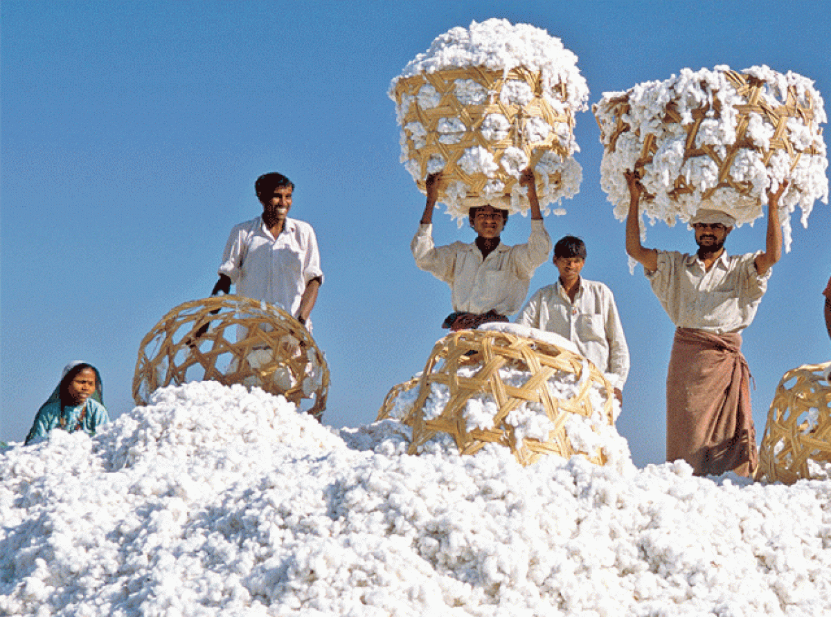 Cotton import duties may soon be abolished